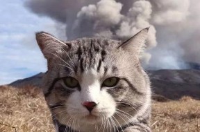 娱乐吃瓜猫捉鸟,一场趣味横生的捉鸟大戏