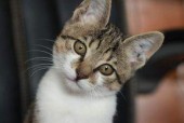 娱乐吃瓜小猫咪小说,小猫咪的娱乐圈冒险之旅