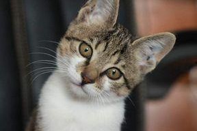 娱乐吃瓜小猫咪小说,小猫咪的娱乐圈冒险之旅